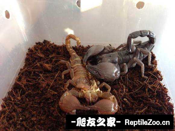 display_picture.php?url=http%3A%2F%2Fimgsa.baidu.com%2Fforum%2Fw%253D580%2Fsign%3D3fb55c6db3b7d0a27bc90495fbee760d%2Fe77bfed3572c11df3b6d8ffc622762d0f503c2d7.jpg