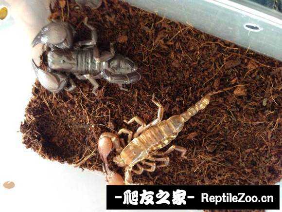 display_picture.php?url=http%3A%2F%2Fimgsa.baidu.com%2Fforum%2Fw%253D580%2Fsign%3Dd7f1cd7ad043ad4ba62e46c8b2005a89%2F8c81d154564e9258dfcbb6319d82d158cebf4e97.jpg