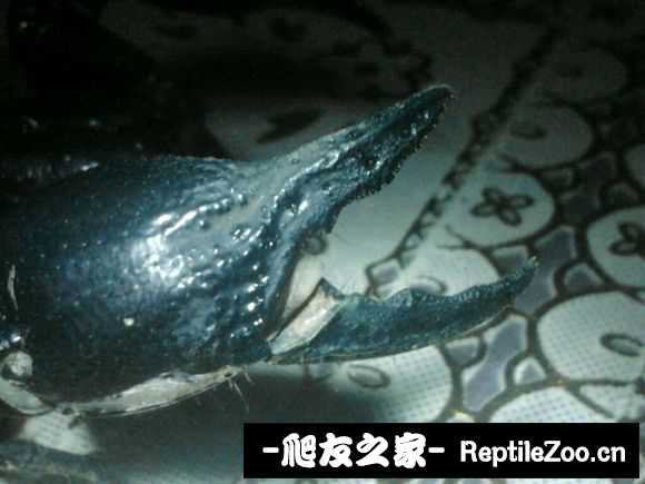 display_picture.php?url=http%3A%2F%2Fimgsa.baidu.com%2Fforum%2Fw%253D580%2Fsign%3D792d4418a50f4bfb8cd09e5c334e788f%2F1920dd58ccbf6c817b25076fbd3eb13532fa404d.jpg