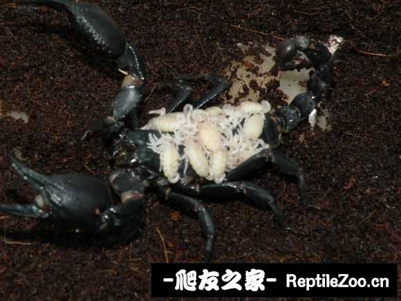 display_picture.php?url=http%3A%2F%2Fimgsa.baidu.com%2Fforum%2Fw%253D580%2Fsign%3Dbc0ce952372ac65c6705667bcbf3b21d%2F02742b7f9e2f0708aeb31f32eb24b899a801f2f4.jpg