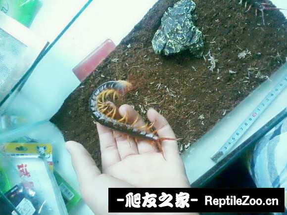display_picture.php?url=http%3A%2F%2Fimgsa.baidu.com%2Fforum%2Fw%253D580%2Fsign%3Dcbaf7faee824b899de3c79305e071d59%2F2160711ed21b0ef4f842cdf0dcc451da80cb3e1c.jpg
