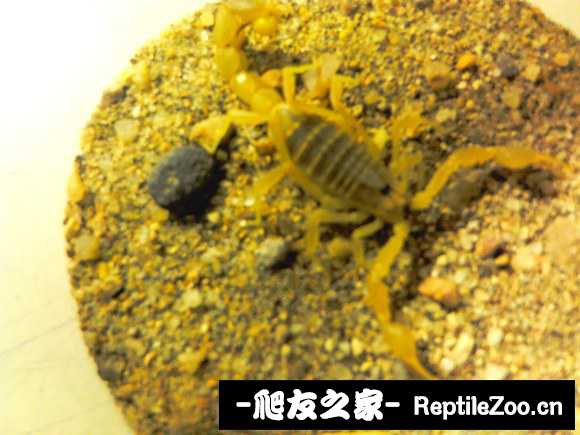 display_picture.php?url=http%3A%2F%2Fimgsa.baidu.com%2Fforum%2Fw%253D580%2Fsign%3Dd40c28984afbfbeddc59367748f1f78e%2F54fac0bf6c81800a977b30a9b03533fa838b4719.jpg