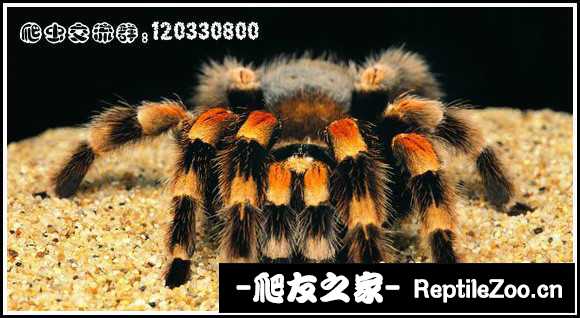 display_picture.php?url=http%3A%2F%2Fimgsa.baidu.com%2Fforum%2Fw%253D580%2Fsign%3Dea997a1e9f510fb37819779fe932c893%2Fd9c238a85edf8db1c74748c30823dd54574e7449.jpg