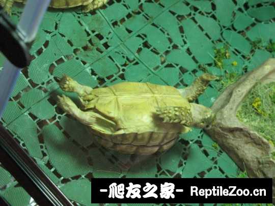 144438f3bpoabopmpomb4f.jpg