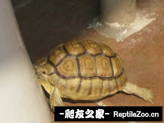 144443djgssco1e752333z.jpg