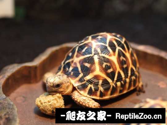 144515t67vnqnzwywu6a26.jpg