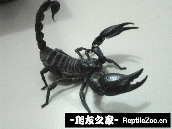 display_picture.php?url=http%3A%2F%2Fimgsa.baidu.com%2Fforum%2Fw%253D580%2Fsign%3D2d3dd15a9a22720e7bcee2f24bca0a3a%2F2ec60f4f78f0f7368b0938390855b319eac413b0.jpg