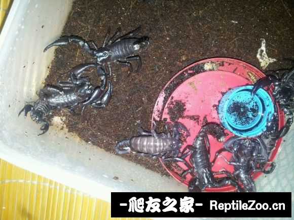 display_picture.php?url=http%3A%2F%2Fimgsa.baidu.com%2Fforum%2Fw%253D580%2Fsign%3Dfd649e9c22a446237ecaa56aa8237246%2Fdf0da80f4bfbfbed3b22d2997af0f736aec31f7b.jpg