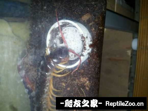 display_picture.php?url=http%3A%2F%2Fimgsa.baidu.com%2Fforum%2Fw%253D580%2Fsign%3D98dcd2ed59b5c9ea62f303ebe538b622%2F03ba3a7adab44aed82345a02b11c8701a08bfb05.jpg
