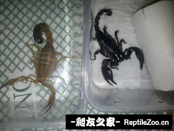 display_picture.php?url=http%3A%2F%2Fimgsa.baidu.com%2Fforum%2Fw%253D580%2Fsign%3D9c3146fdd60735fa91f04eb1ae500f9f%2Fa857ecfe9925bc316b49e57e5cdf8db1ca137066.jpg