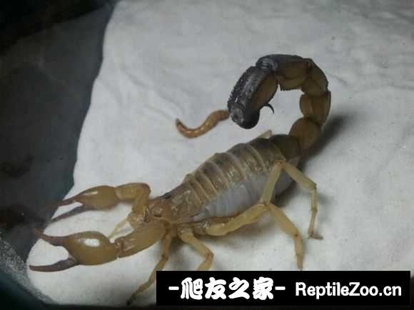 display_picture.php?url=http%3A%2F%2Fimgsa.baidu.com%2Fforum%2Fw%253D580%2Fsign%3D30609371db33c895a67e9873e1127397%2F4eb145540923dd54690a438ed309b3de9d824879.jpg