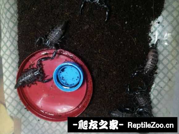 display_picture.php?url=http%3A%2F%2Fimgsa.baidu.com%2Fforum%2Fw%253D580%2Fsign%3D8ebbeb51eb50352ab16125006342fb1a%2F24298bd6277f9e2fb340f9ee1d30e924b999f306.jpg