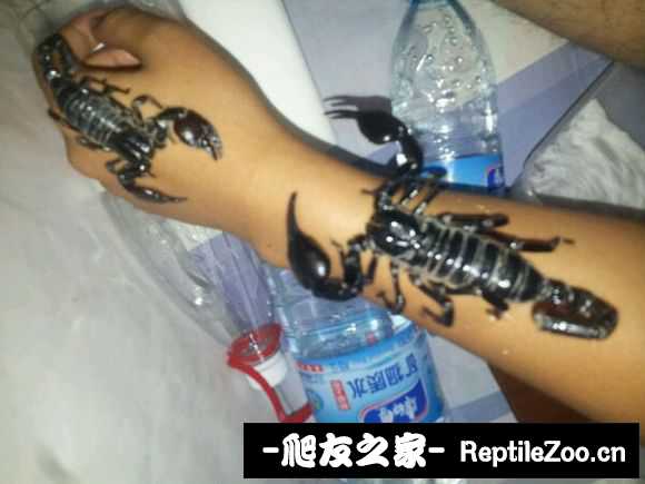 display_picture.php?url=http%3A%2F%2Fimgsa.baidu.com%2Fforum%2Fw%253D580%2Fsign%3D2c2f62089e82d158bb8259b9b00b19d5%2Fbf25e550352ac65ced1e8295f9f2b21192138a64.jpg