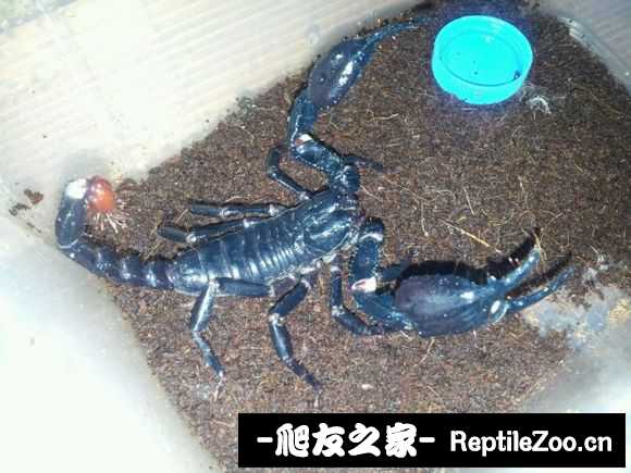 display_picture.php?url=http%3A%2F%2Fimgsa.baidu.com%2Fforum%2Fw%253D580%2Fsign%3De20c927f8026cffc692abfba89004a7d%2F12a83c4e251f95ca84817650cb177f3e66095206.jpg
