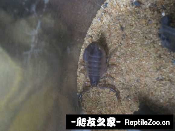 display_picture.php?url=http%3A%2F%2Fimgsa.baidu.com%2Fforum%2Fw%253D580%2Fsign%3D86137d792cdda3cc0be4b82831e83905%2F72a19d8fa0ec08fa9c18f7415bee3d6d54fbda5b.jpg