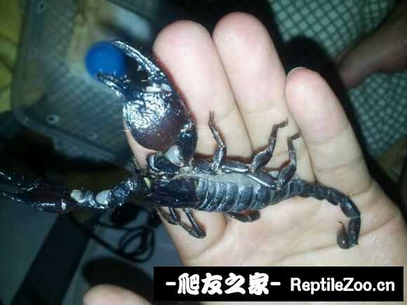 display_picture.php?url=http%3A%2F%2Fimgsa.baidu.com%2Fforum%2Fw%253D580%2Fsign%3Dbf81669341a98226b8c12b2fba83b97a%2Fc4969b0a304e251fc18f001ea586c9177e3e537a.jpg