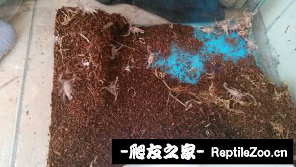 display_picture.php?url=http%3A%2F%2Fimgsa.baidu.com%2Fforum%2Fw%253D580%2Fsign%3Dce615ef14890f60304b09c4f0910b370%2F2224c5177f3e67098dde973f39c79f3dfadc55b2.jpg