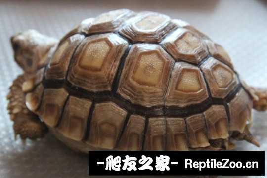 145223a375ek49h5lmkkbh.jpg