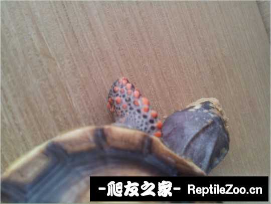 145438mjzpu56g5bb6i1qi.jpg