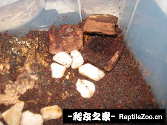 display_picture.php?url=http%3A%2F%2Fimgsa.baidu.com%2Fforum%2Fw%253D580%2Fsign%3D9edd584f0a46f21fc9345e5bc6256b31%2Ffc930655b319ebc4fe52602d8226cffc1f1716f9.jpg