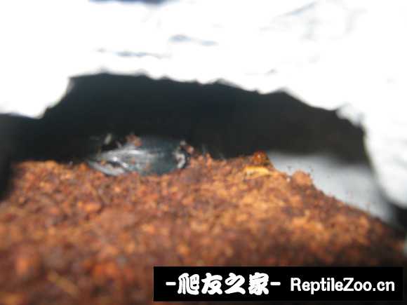 display_picture.php?url=http%3A%2F%2Fimgsa.baidu.com%2Fforum%2Fw%253D580%2Fsign%3Ddc9474a811dfa9ecfd2e561f52d1f754%2F8c86a718972bd4071bbdc5497b899e510eb309a9.jpg