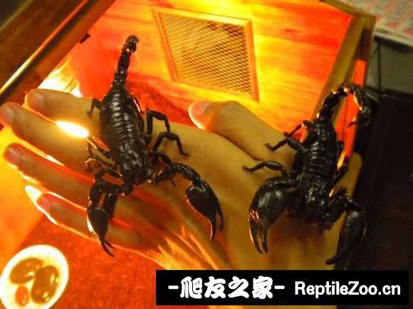 display_picture.php?url=http%3A%2F%2Fimgsa.baidu.com%2Fforum%2Fw%253D580%2Fsign%3D850c2d83be096b6381195e583c328733%2F36bbe7c4b74543a90d6c10601e178a82b801144d.jpg