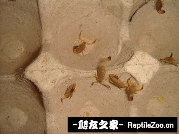 display_picture.php?url=http%3A%2F%2Fimgsa.baidu.com%2Fforum%2Fw%253D580%2Fsign%3Ddfc1b7ad6d224f4a5799731b39f69044%2Ff6528e025aafa40f26c10f56ab64034f79f0195c.jpg