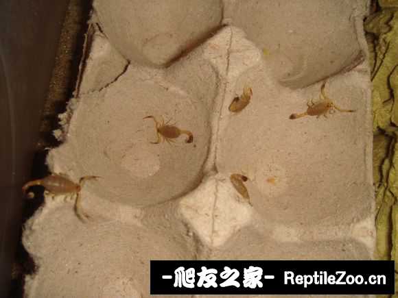 display_picture.php?url=http%3A%2F%2Fimgsa.baidu.com%2Fforum%2Fw%253D580%2Fsign%3D192a9abd1d950a7b75354ecc3ad0625c%2F28ccd1c451da81cb6cf942465266d01608243144.jpg