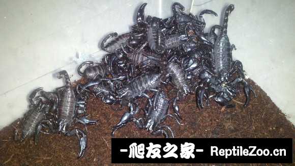 display_picture.php?url=http%3A%2F%2Fimgsa.baidu.com%2Fforum%2Fw%253D580%2Fsign%3D9a8fbe2182025aafd3327ec3cbecab8d%2F54abbfde9c82d1588723a150800a19d8be3e42d4.jpg