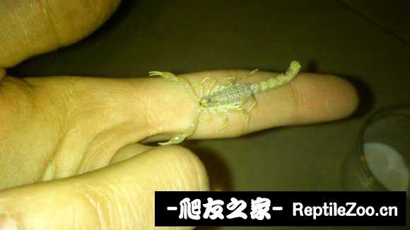 display_picture.php?url=http%3A%2F%2Fimgsa.baidu.com%2Fforum%2Fw%253D580%2Fsign%3D7f47941215ce36d3a20483380af13a24%2F5f1646ed2e738bd497eedaf9a18b87d6257ff949.jpg