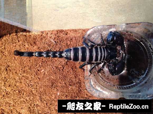 display_picture.php?url=http%3A%2F%2Fimgsa.baidu.com%2Fforum%2Fw%253D580%2Fsign%3Df14a7dc3bd3eb13544c7b7b3961ea8cb%2F7e50be119313b07ebbc001230dd7912397dd8c3a.jpg