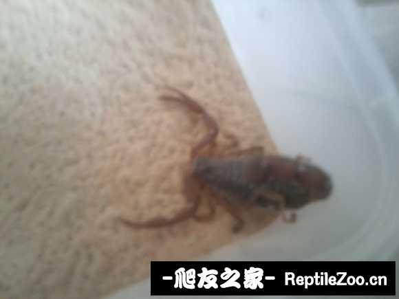 display_picture.php?url=http%3A%2F%2Fimgsa.baidu.com%2Fforum%2Fw%253D580%2Fsign%3De756b138962bd40742c7d3f54b889e9c%2Fbf8b21f5e0fe99255243464035a85edf8cb171f1.jpg