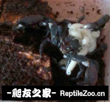 display_picture.php?url=http%3A%2F%2Fimgsa.baidu.com%2Fforum%2Fw%253D580%2Fsign%3D4787086b5ab5c9ea62f303ebe539b622%2F03ba3a7adab44aed5d6f8084b21c8701a08bfbcb.jpg