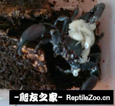 display_picture.php?url=http%3A%2F%2Fimgsa.baidu.com%2Fforum%2Fw%253D580%2Fsign%3D5975a3bc8b13632715edc23ba18ea056%2F1289d80735fae6cd332394010eb30f2443a70f58.jpg