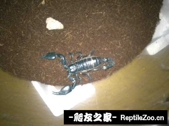 display_picture.php?url=http%3A%2F%2Fimgsa.baidu.com%2Fforum%2Fw%253D580%2Fsign%3D66cf39d7b8014a90813e46b599763971%2F546aab86c9177f3e1fd17a6871cf3bc79e3d5614.jpg