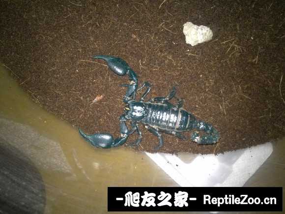 display_picture.php?url=http%3A%2F%2Fimgsa.baidu.com%2Fforum%2Fw%253D580%2Fsign%3Df35a0a544b90f60304b09c4f0913b370%2F2224c5177f3e6709b0e5c39a3ac79f3df9dc5514.jpg
