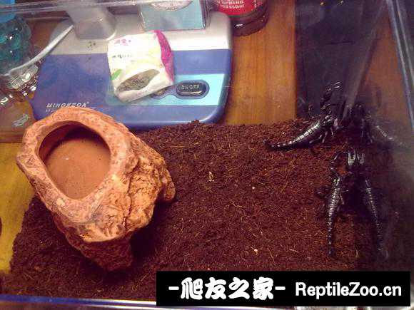 display_picture.php?url=http%3A%2F%2Fimgsa.baidu.com%2Fforum%2Fw%253D580%2Fsign%3Df287560b342ac65c6705667bcbf2b21d%2F02742b7f9e2f0708e038a06be824b899a901f23b.jpg
