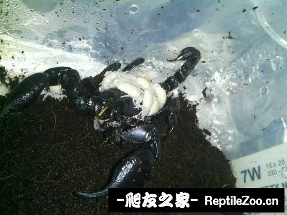 display_picture.php?url=http%3A%2F%2Fimgsa.baidu.com%2Fforum%2Fw%253D580%2Fsign%3D3a24bc23113853438ccf8729a312b01f%2F1b8d0b0828381f30e62ac2e6a8014c086f06f0f4.jpg