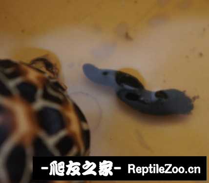 155718we2md2z7risfe6b5.jpg