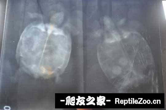 180828l8ocwwhepgd552pz.jpg