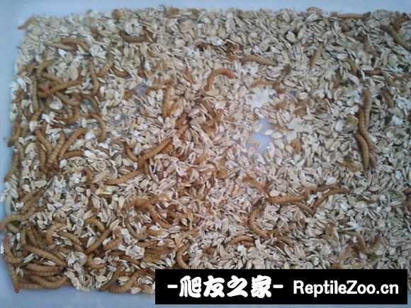 display_picture.php?url=http%3A%2F%2Fimgsa.baidu.com%2Fforum%2Fw%253D580%2Fsign%3Dabe92c8d31adcbef01347e0e9cae2e0e%2F947da5ec8a136327199bd77a918fa0ec09fac7a3.jpg