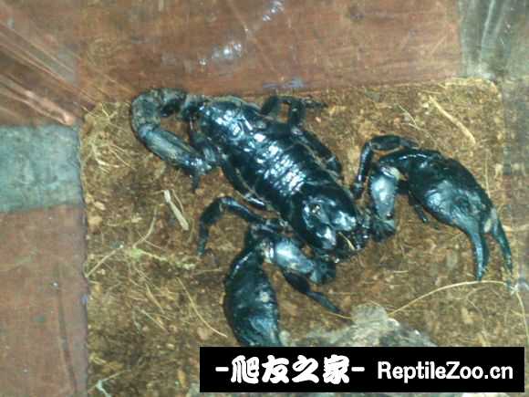display_picture.php?url=http%3A%2F%2Fimgsa.baidu.com%2Fforum%2Fw%253D580%2Fsign%3D6f7feb868701a18bf0eb1247ae2e0761%2F4d5ecfcec3fdfc0376ee8e12d43f8794a5c2262c.jpg