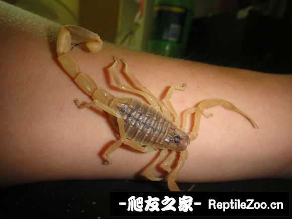 display_picture.php?url=http%3A%2F%2Fimgsa.baidu.com%2Fforum%2Fw%253D580%2Fsign%3D669b09f0ccbf6c81f7372ce08c3fb1d7%2Fb088ca5c1038534301eb6ab99313b07ecb8088a1.jpg