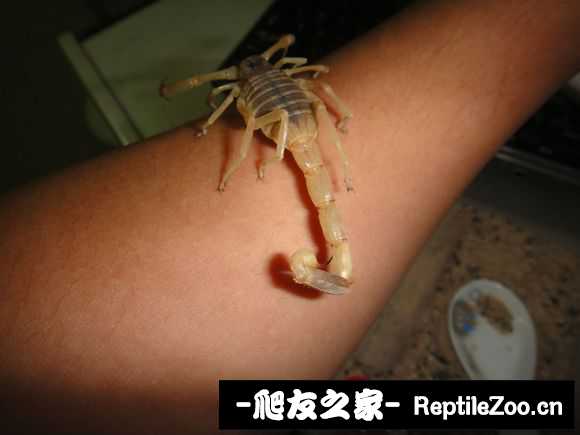 display_picture.php?url=http%3A%2F%2Fimgsa.baidu.com%2Fforum%2Fw%253D580%2Fsign%3D31e05a23a61ea8d38a22740ca70b30cf%2F4f2269380cd7912395c779ecad345982b3b780a1.jpg
