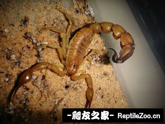 display_picture.php?url=http%3A%2F%2Fimgsa.baidu.com%2Fforum%2Fw%253D580%2Fsign%3D6bcfe66e51da81cb4ee683c56267d0a4%2F18b4f1faaf51f3de722eb7fe94eef01f3b29792a.jpg