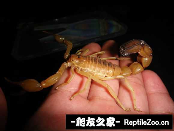 display_picture.php?url=http%3A%2F%2Fimgsa.baidu.com%2Fforum%2Fw%253D580%2Fsign%3Db83765758db1cb133e693c1bed5556da%2Fb1390f3b5bb5c9ea99510d79d539b6003bf3b328.jpg