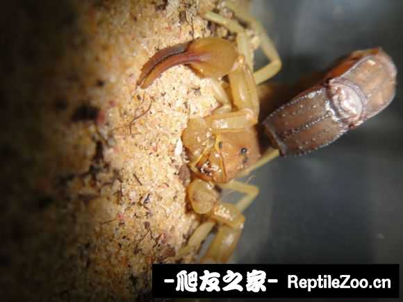 display_picture.php?url=http%3A%2F%2Fimgsa.baidu.com%2Fforum%2Fw%253D580%2Fsign%3Dc68c8bd4ca8065387beaa41ba7dca115%2F2ca340086e061d955fe439a27bf40ad163d9ca28.jpg
