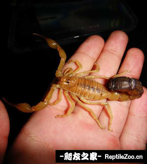 display_picture.php?url=http%3A%2F%2Fimgsa.baidu.com%2Fforum%2Fw%253D580%2Fsign%3D7f52ee93b6003af34dbadc68052bc619%2F0e76bf1c8701a18bce571cd59e2f07082938fe0a.jpg