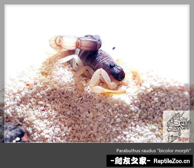 display_picture.php?url=http%3A%2F%2Fimgsa.baidu.com%2Fzhangbai%2Fpic%2Fitem%2F3812b31bb051f81960a613cfdab44aed2f73e7b0.jpg