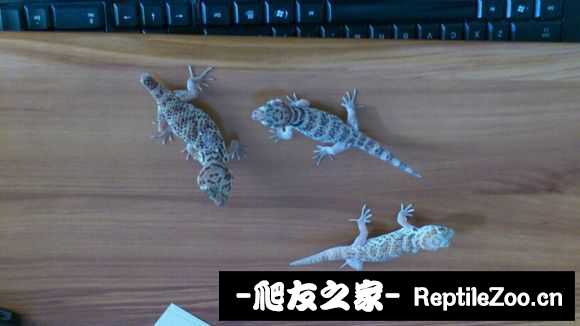 display_picture.php?url=http%3A%2F%2Fimgsa.baidu.com%2Fforum%2Fw%253D580%2Fsign%3D140d8716a144ad342ebf878fe0a30c08%2F87aa77f40ad162d977fd47e711dfa9ec8b13cd58.jpg